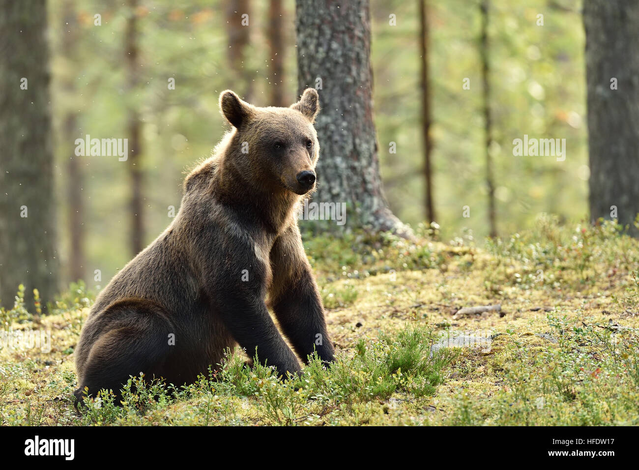 Brown bear staring Stock Photo Alamy