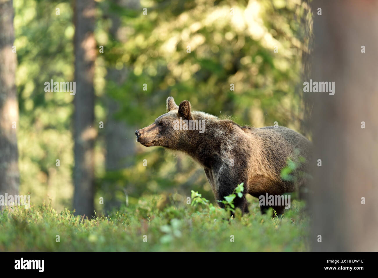 brown bear (ursus arctos). bear in forest. bear in summer. Stock Photo