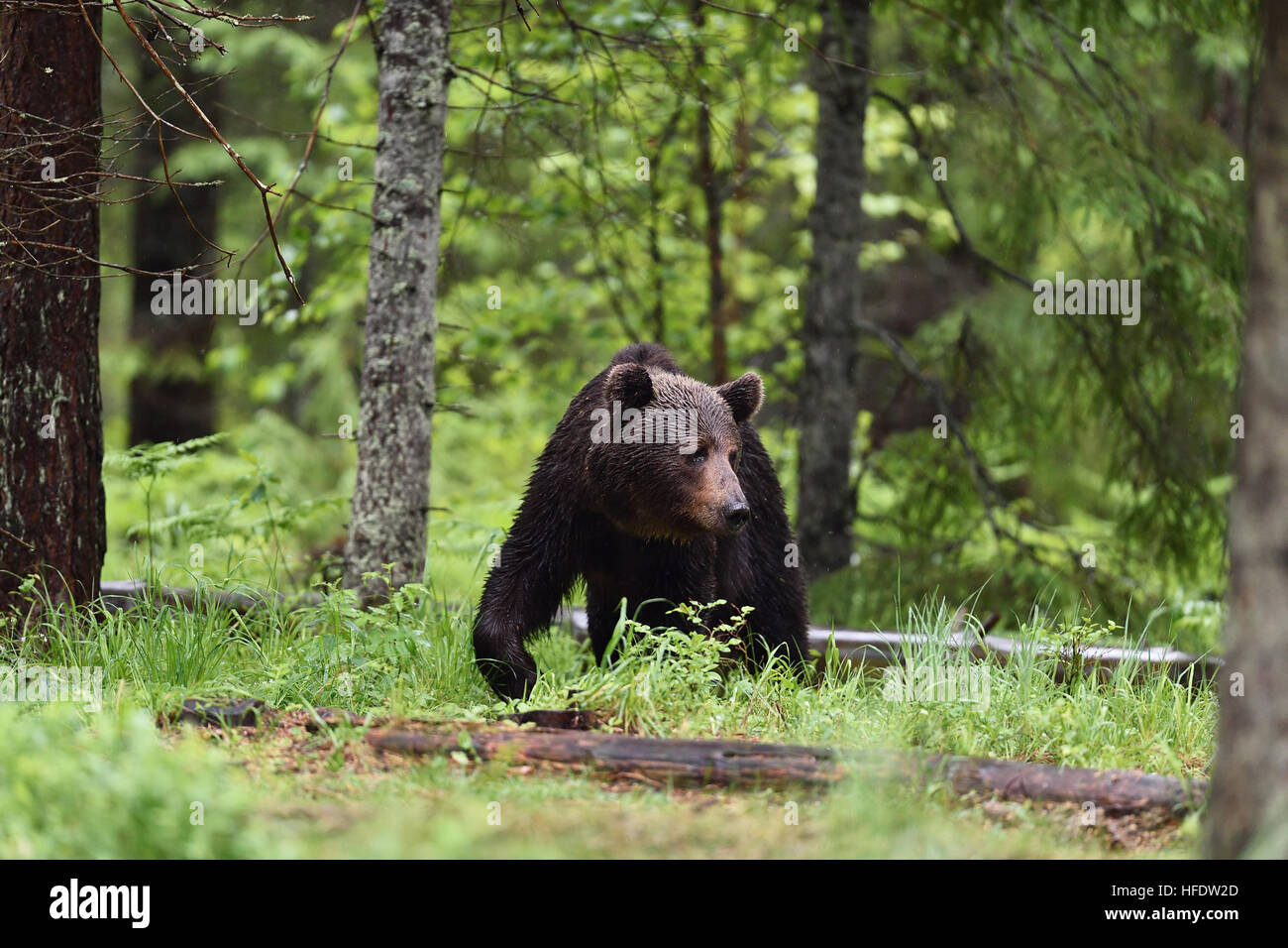 brown bear walking in the forest Stock Photo - Alamy