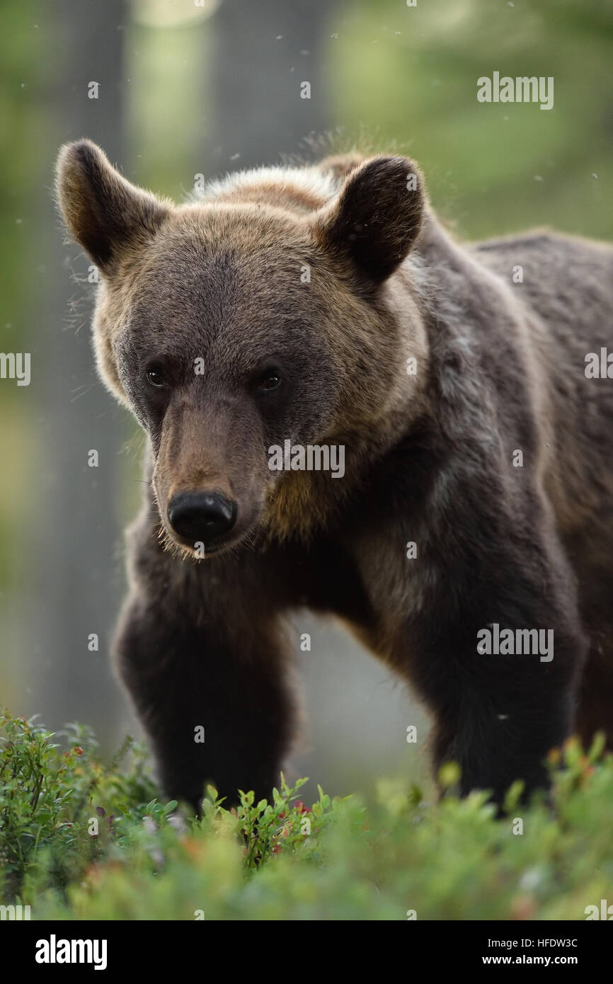 brown bear portrait in forest Stock Photo