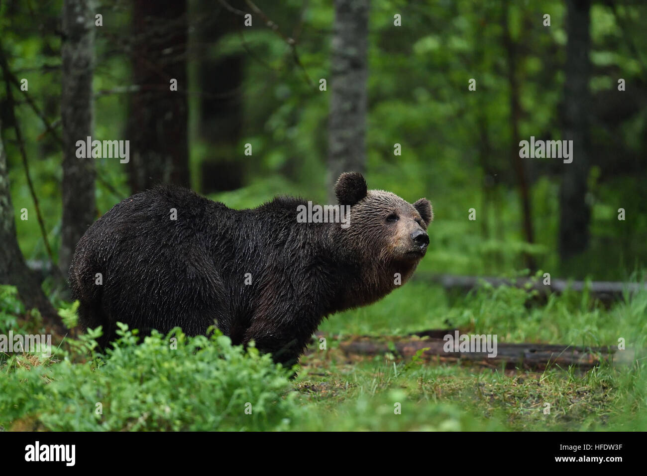 Brown bear (ursus arctos) in forest scenery Stock Photo - Alamy