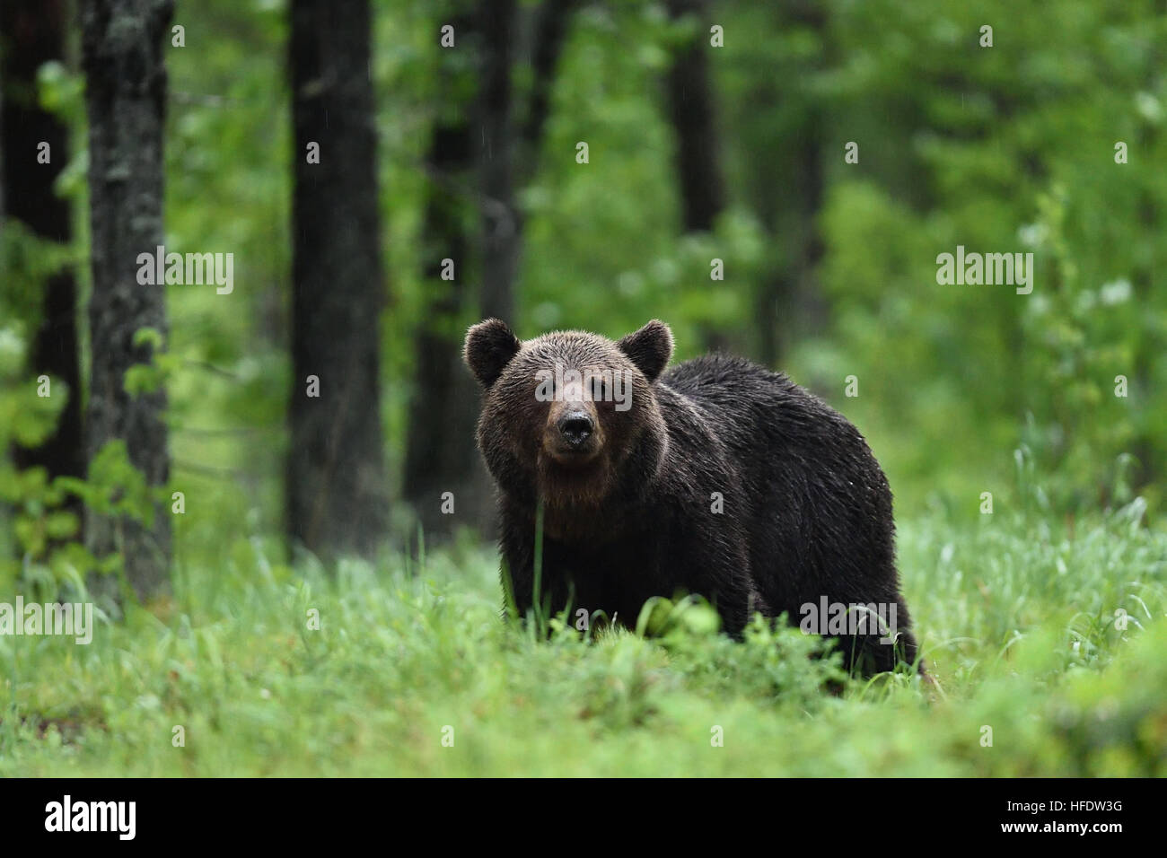 brown bear walking in forest. forest wildlife Stock Photo