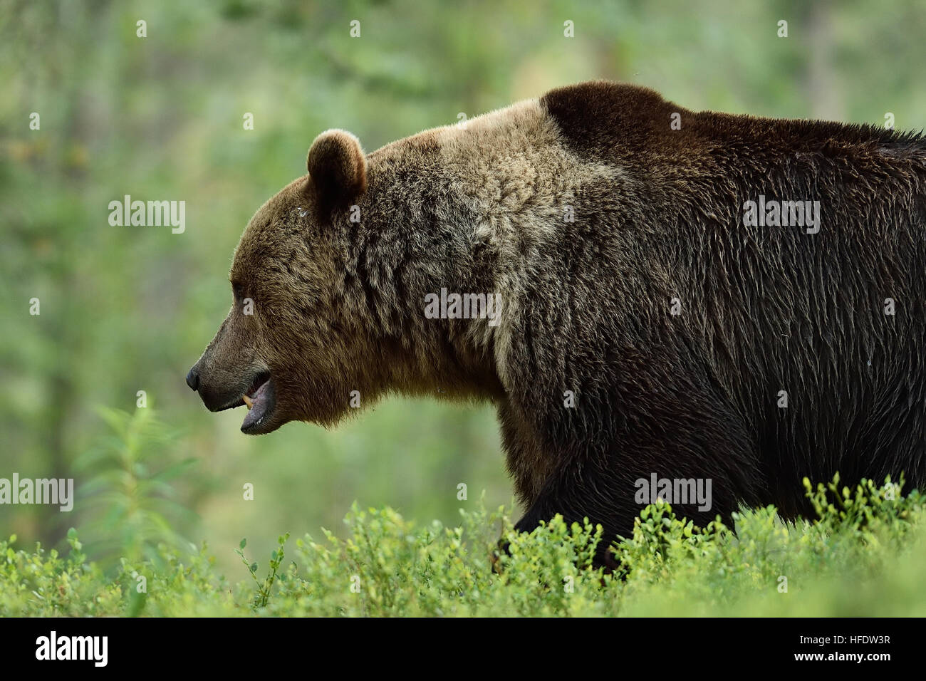 brown bear side view Stock Photo