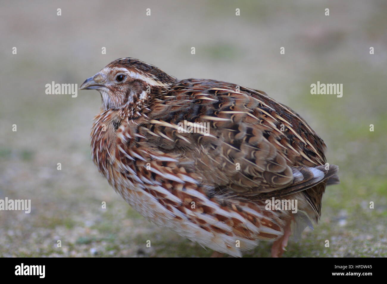 Japanese Quail (Coturnix japonica) in Japan Stock Photo Alamy