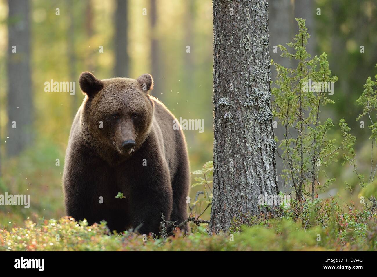 Brown bear in the forest at fall Stock Photo - Alamy