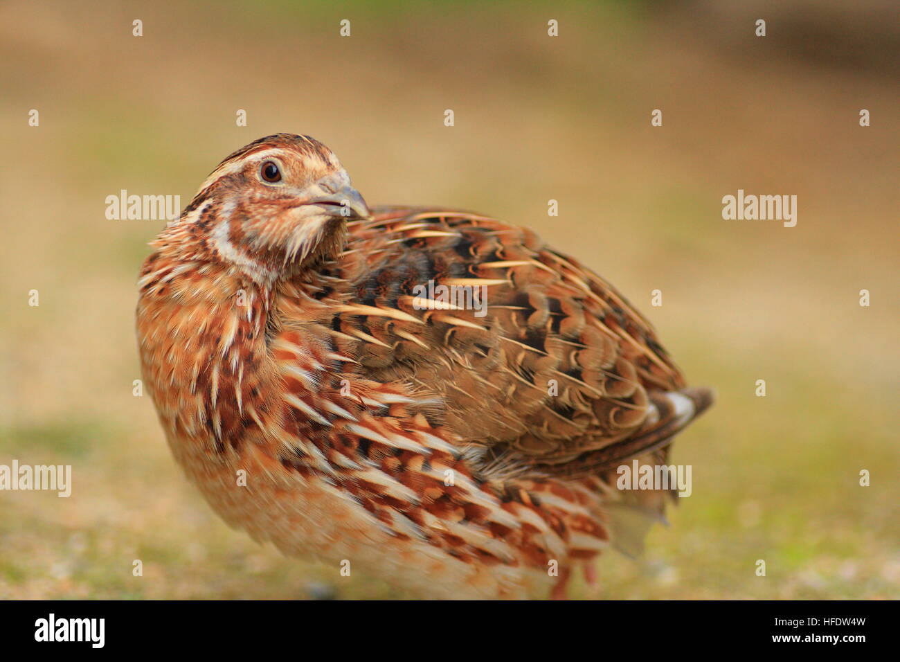 Japanese Quail (Coturnix japonica) in Japan Stock Photo Alamy