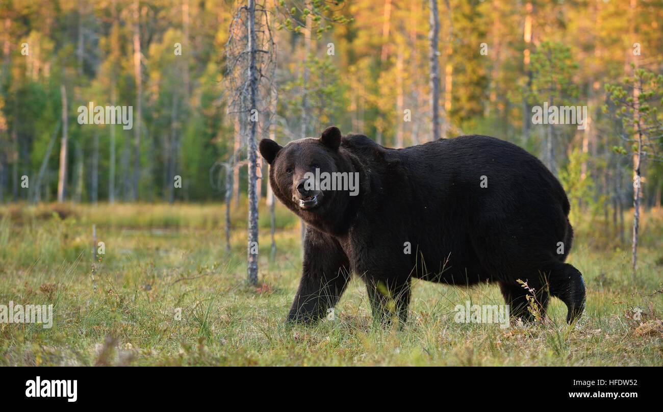 bear in the bog at sunset with forest background Stock Photo - Alamy