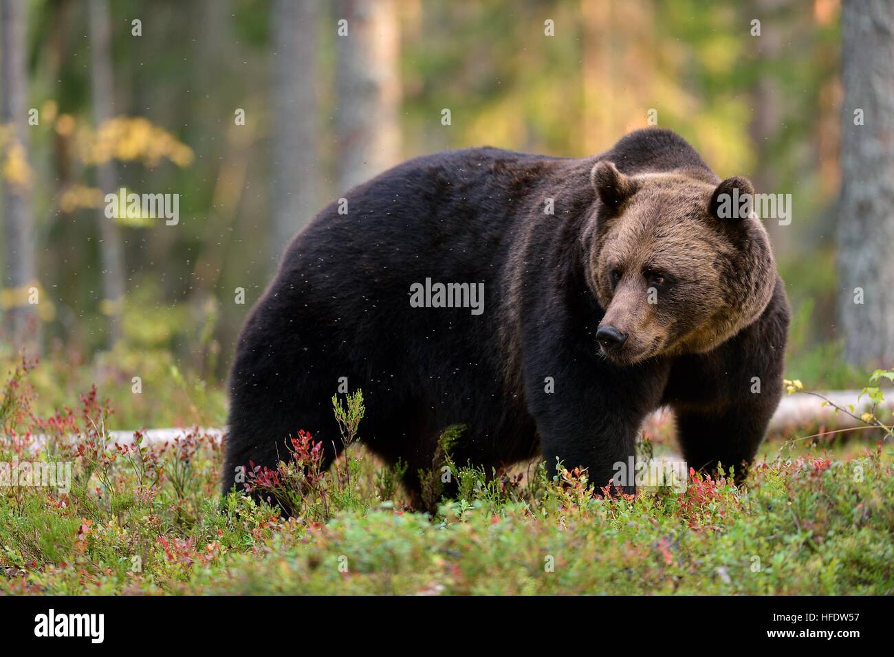 Brown bear in the autumn forest Stock Photo - Alamy
