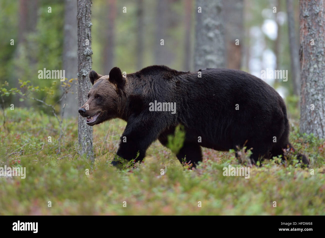 Brown bear walking in the forest Stock Photo - Alamy