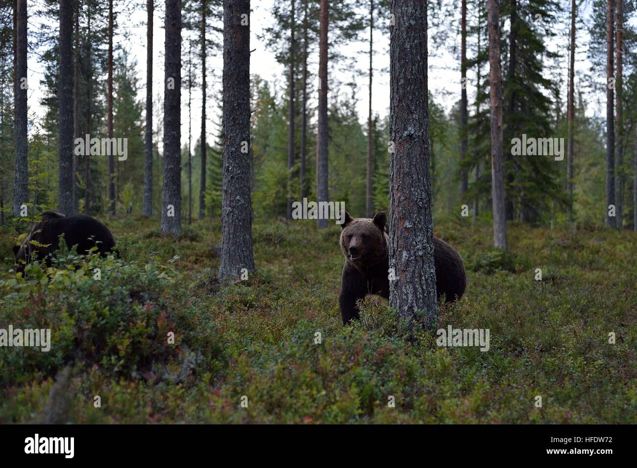 Brown bear in the forest late in the evening Stock Photo - Alamy