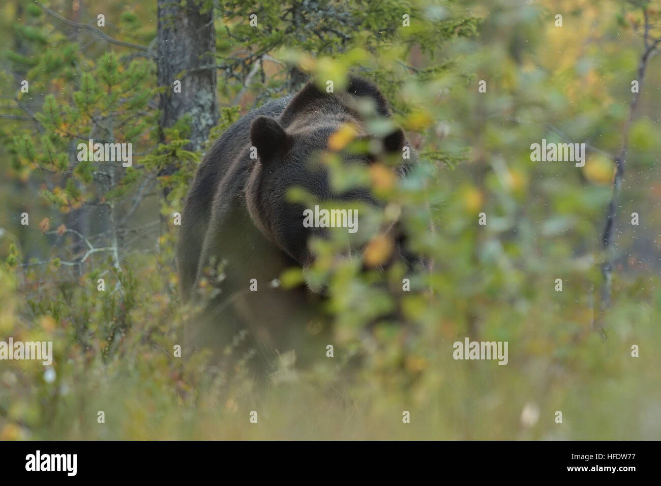 Eye to eye with brown bear. Brown bear peek from behind a bush. Stock Photo