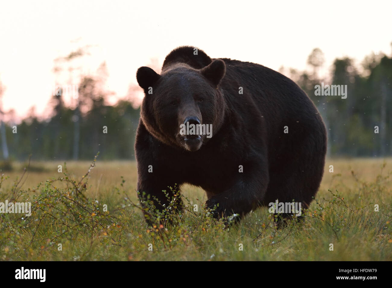 Brown bear (Ursus arctos) in the evening. Male bear close up. Forest. Wildlife. Stock Photo