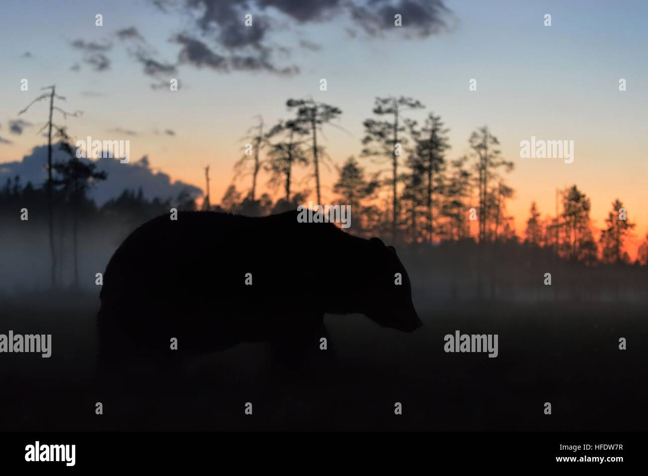 Brown Bear main image 1