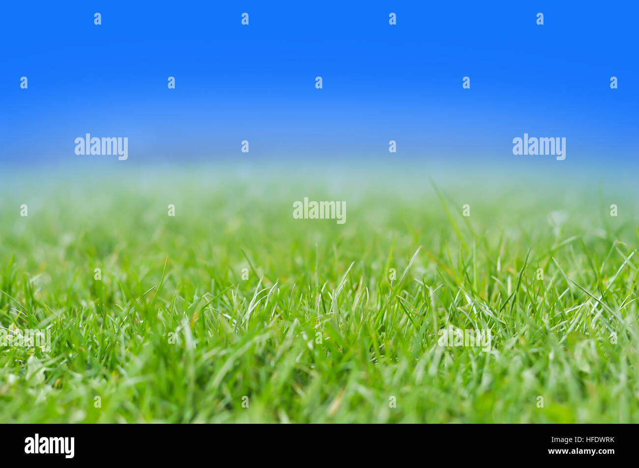 Fresh green grass background with blue sky Stock Photo - Alamy