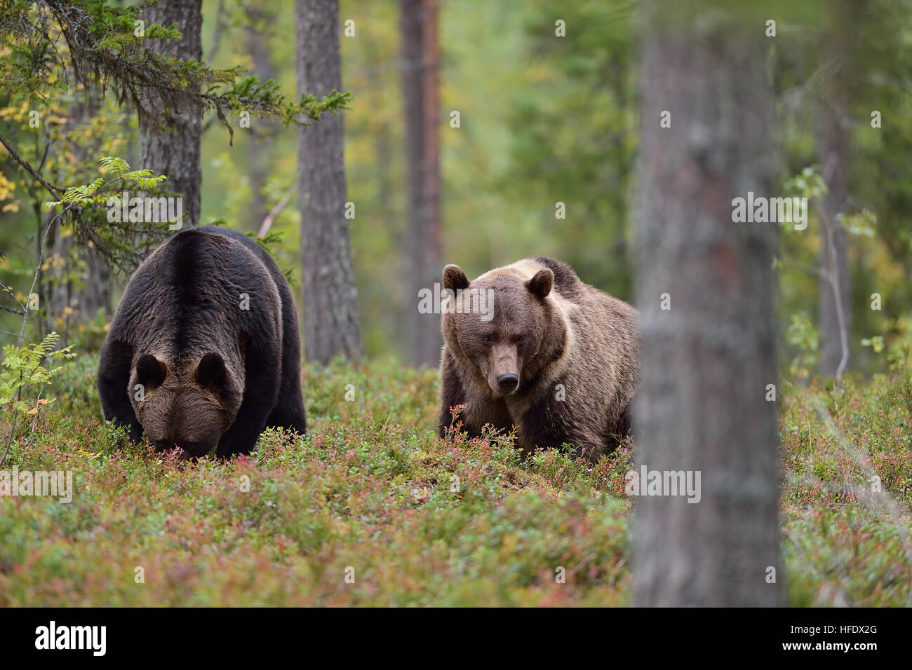 Two bears eating berries in the forest Stock Photo Alamy