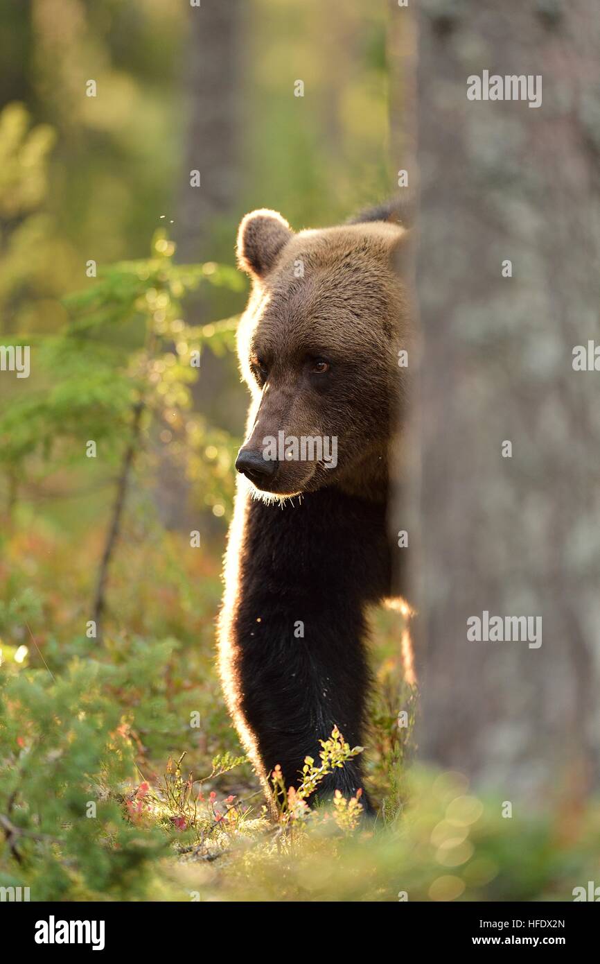 Brown bear in a forest in the evening Stock Photo - Alamy