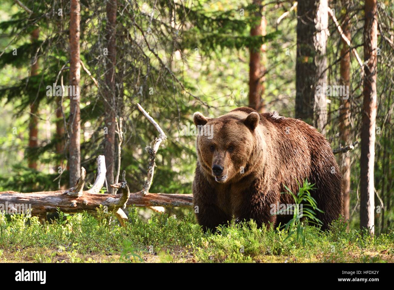 male brown bear in forest at summer Stock Photo