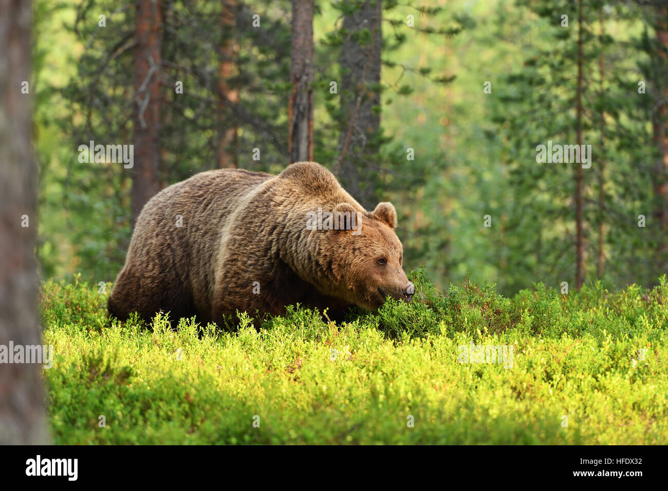 brown bear walking in a forest landscape at summer Stock Photo
