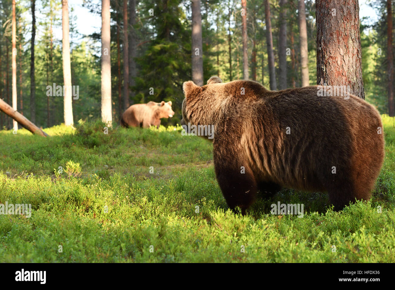 Two bears in forest. Bear watching other bear. Bears on the move. Bear activity. Stock Photo