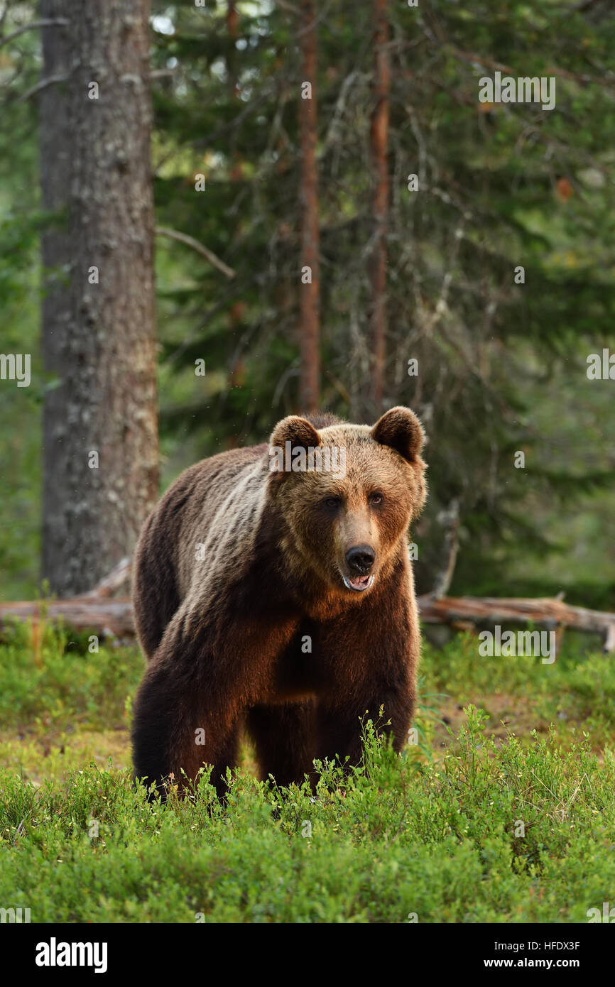 brown bear powerful posture Stock Photo