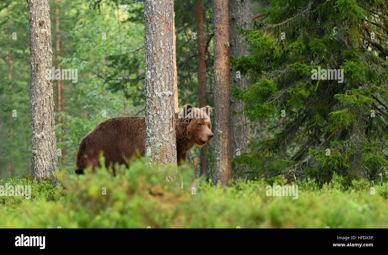 European Brown Bear in forest. Stock Photo