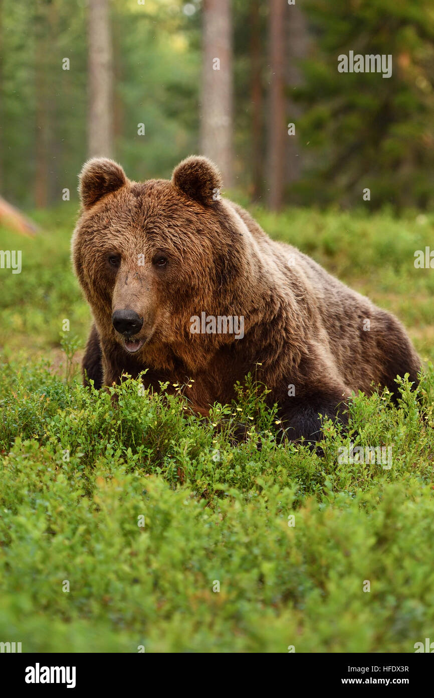 European brown bear resting in forest. Bear lying in forest. Stock Photo