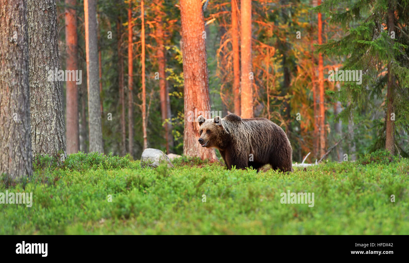 brown bear at sunset in forest Stock Photo - Alamy
