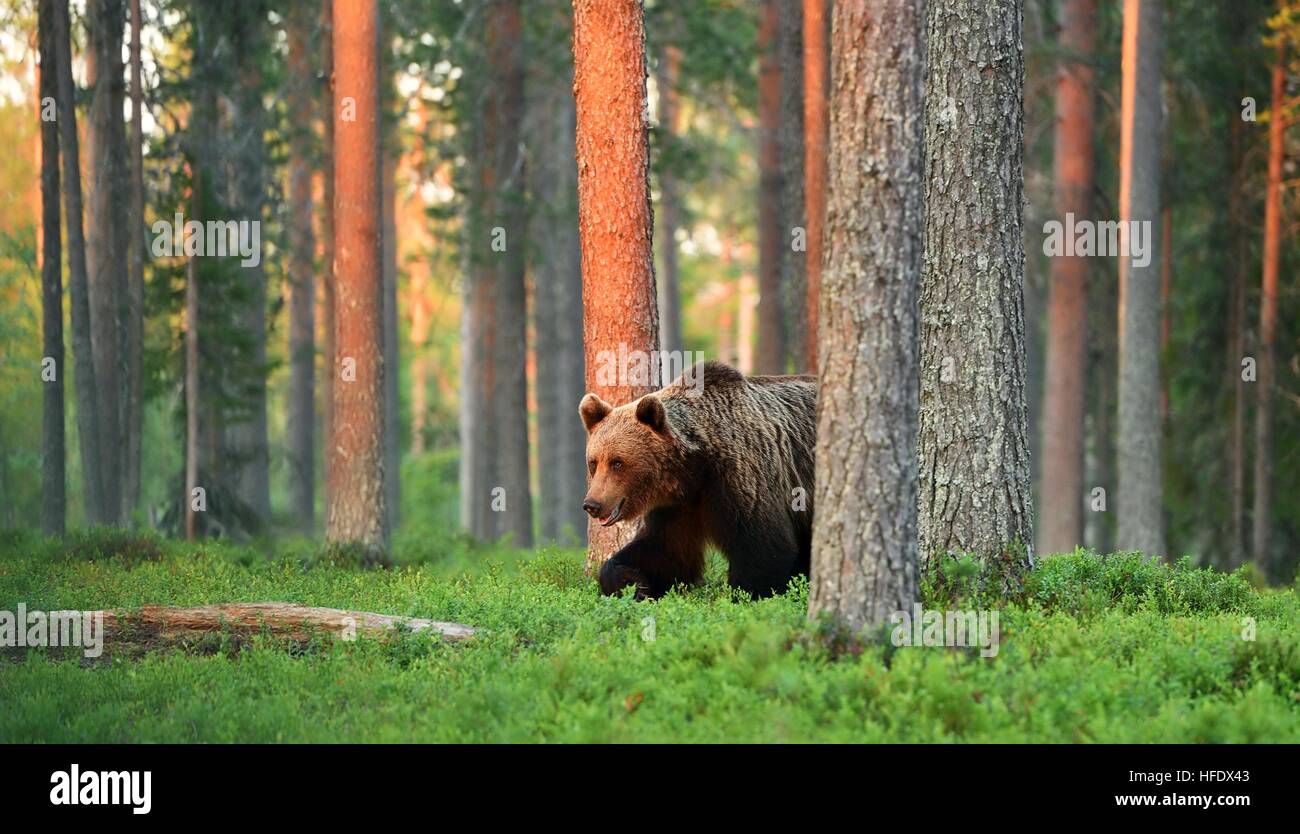 brown bear, sunset, forest Stock Photo