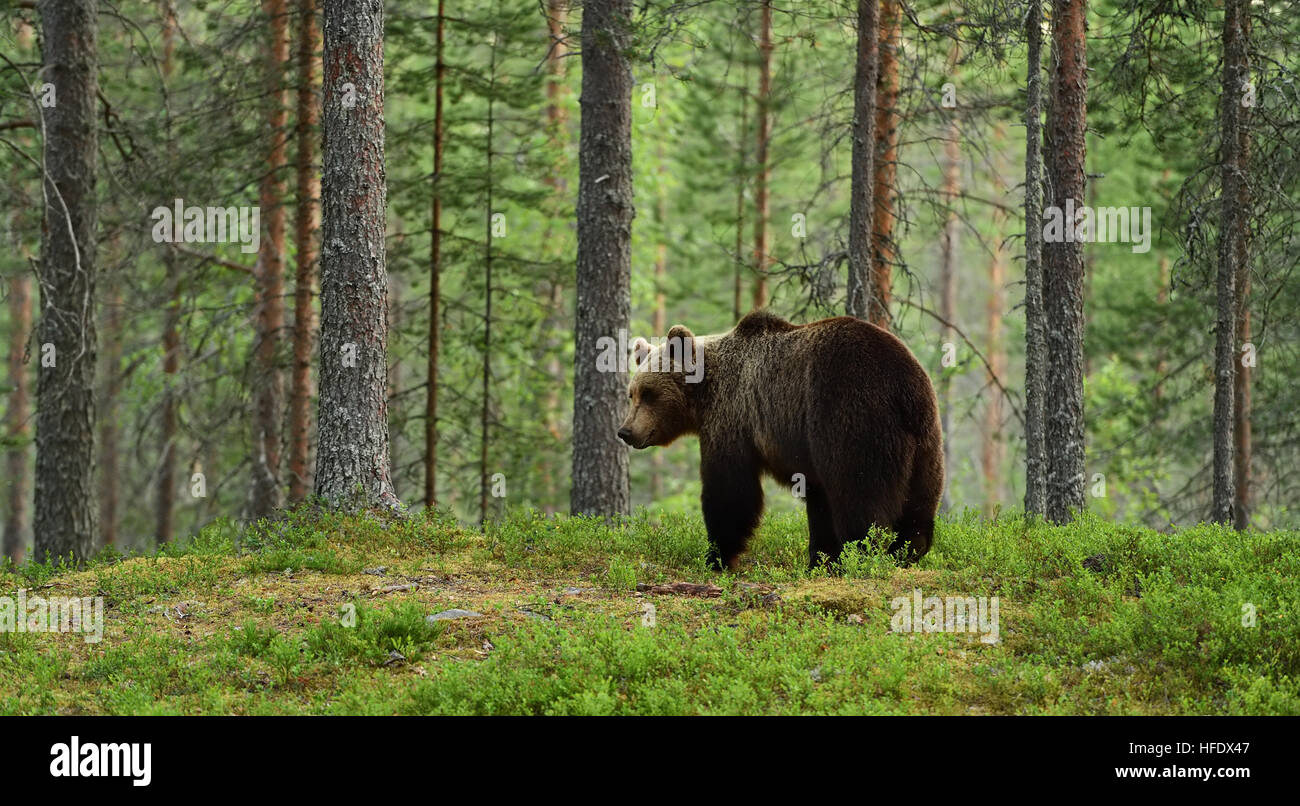 brown bear in a forest landscape Stock Photo