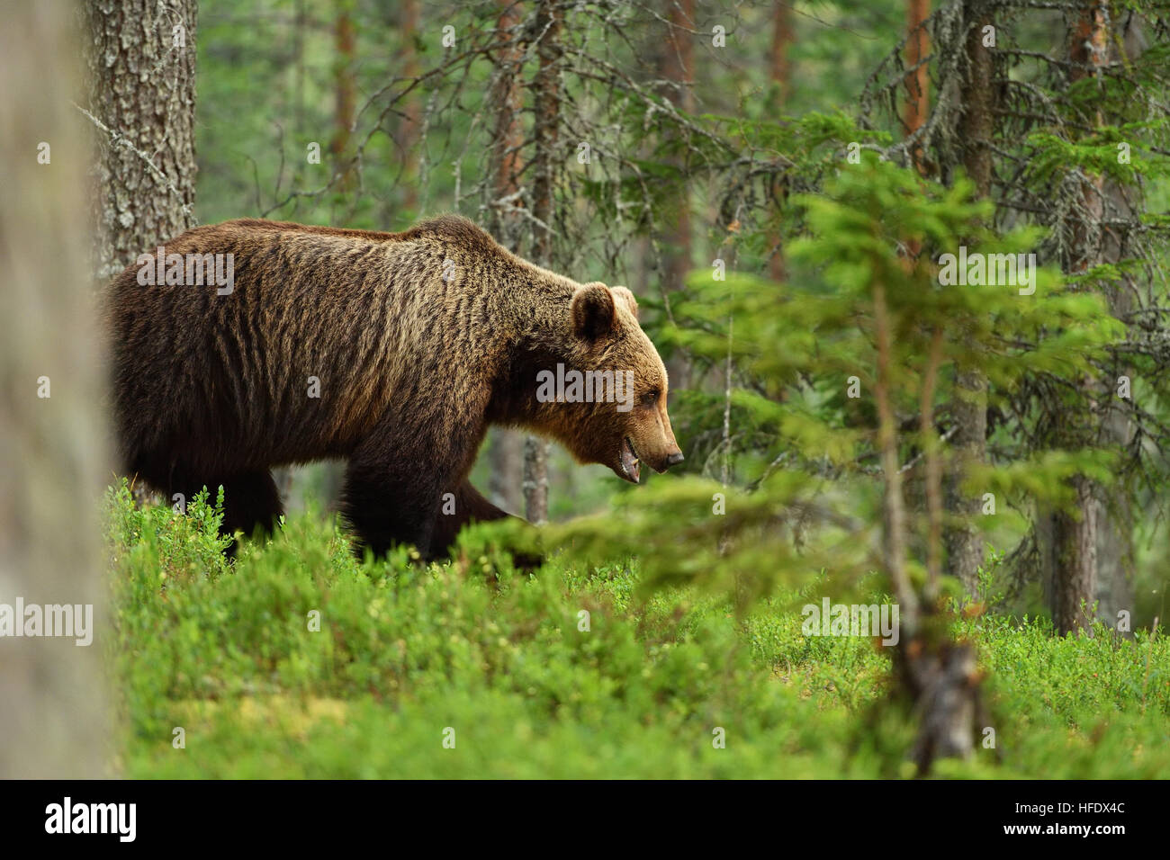 brown bear walking deep in a forest Stock Photo