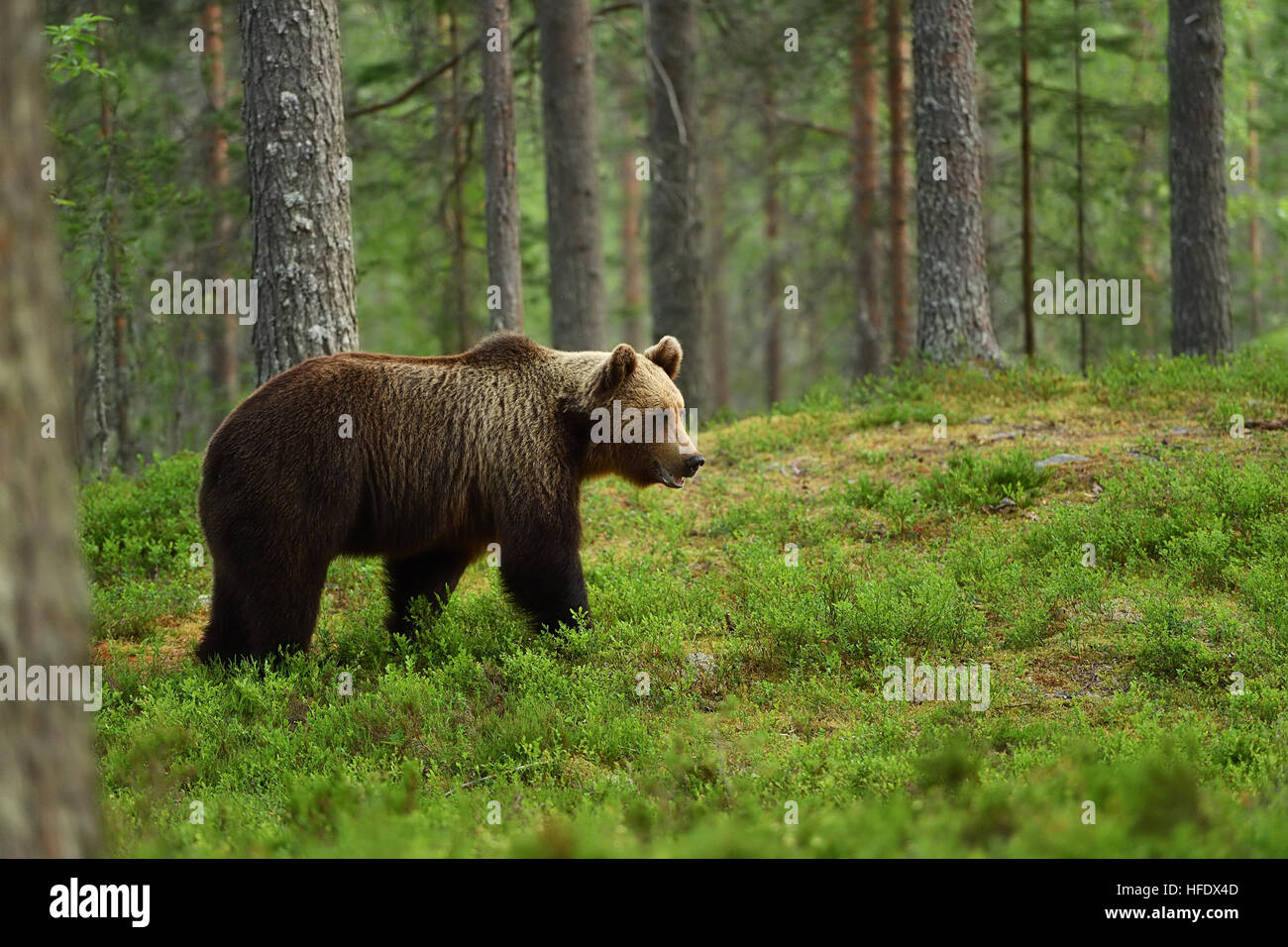 brown bear in a forest at summer Stock Photo