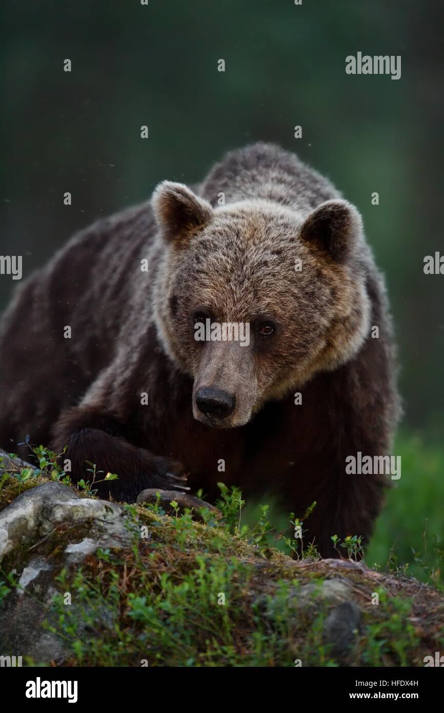 brown bear portrait Stock Photo
