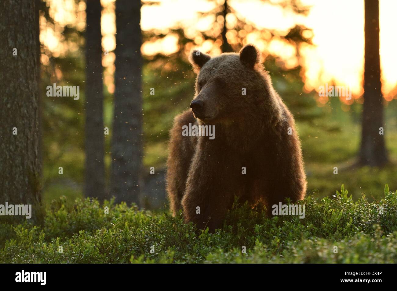 Brown bear at sunrise in forest. Brown bear in Finnish taiga. Stock Photo