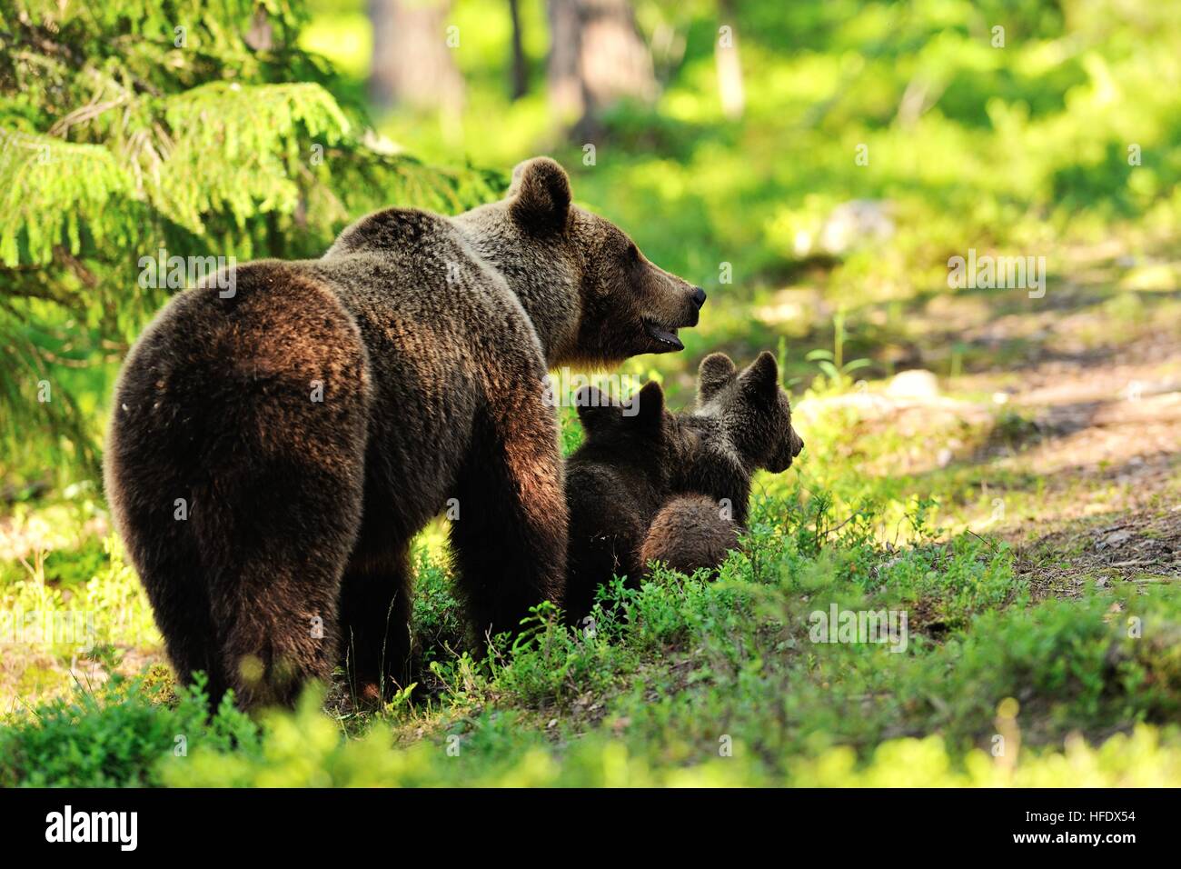 Brown bear with cubs in the forest Stock Photo - Alamy