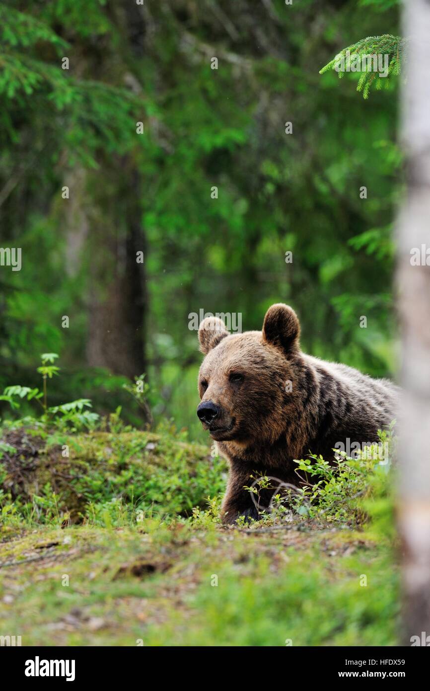 European brown bear resting in forest Stock Photo - Alamy