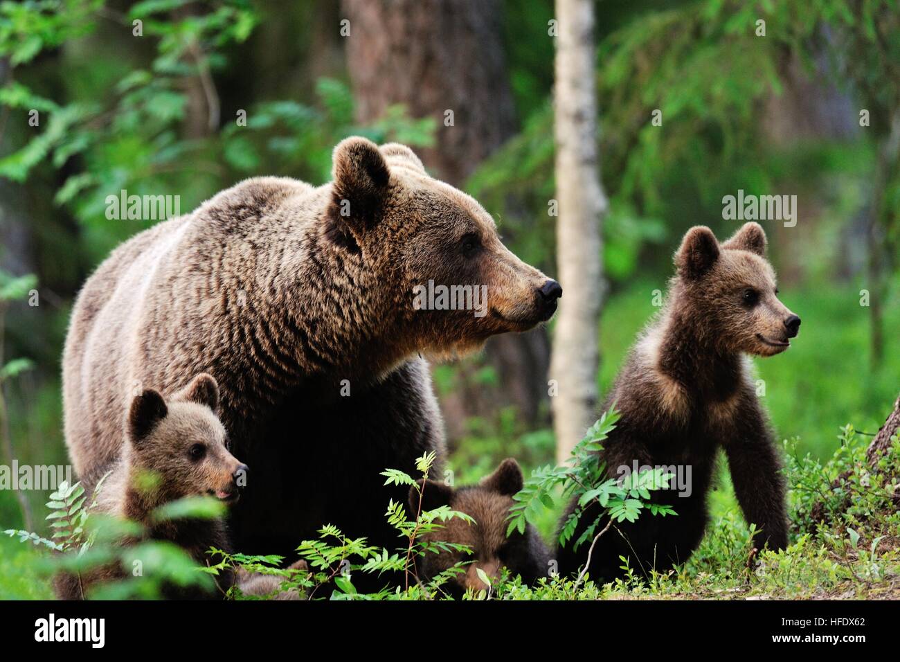Brown bear with cubs in forest Stock Photo - Alamy