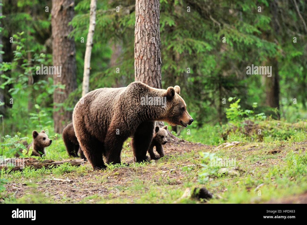 Brown bear with cubs in forest Stock Photo - Alamy