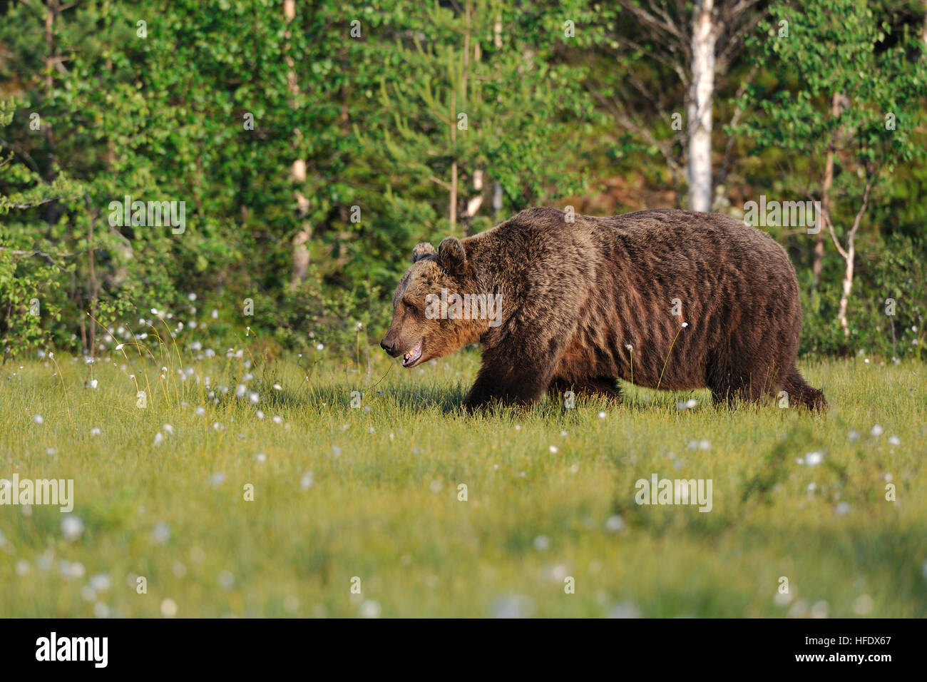 Brown Bear walking Stock Photo - Alamy