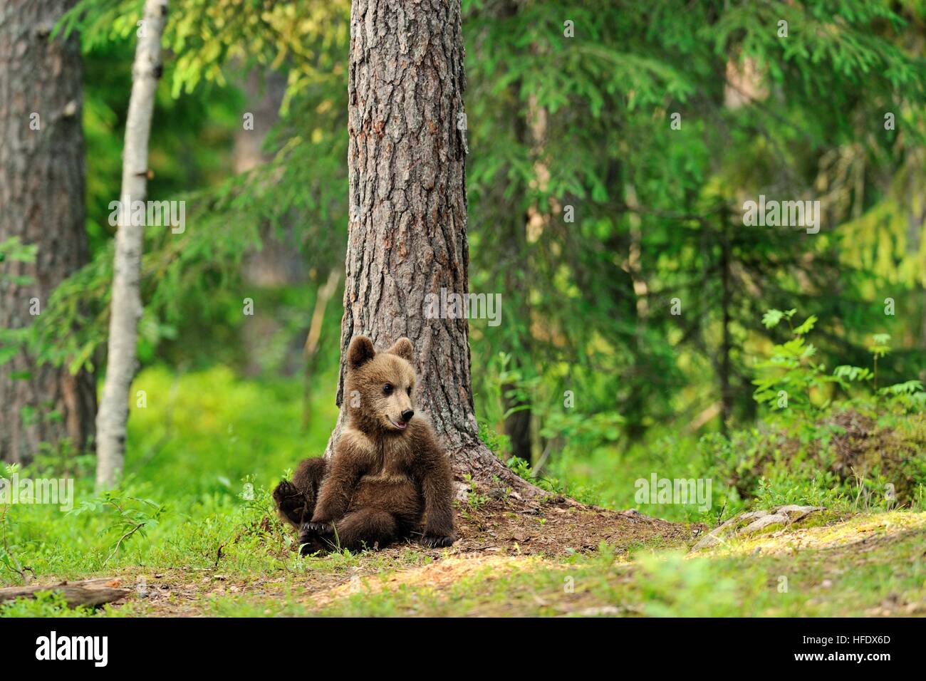 Brown bear cub in forest Stock Photo - Alamy