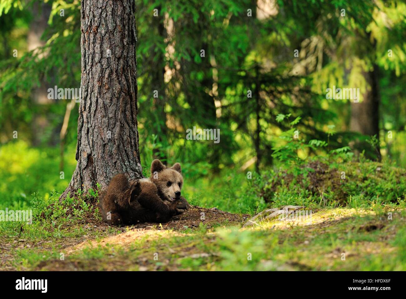Brown bear cub lying in forest Stock Photo - Alamy
