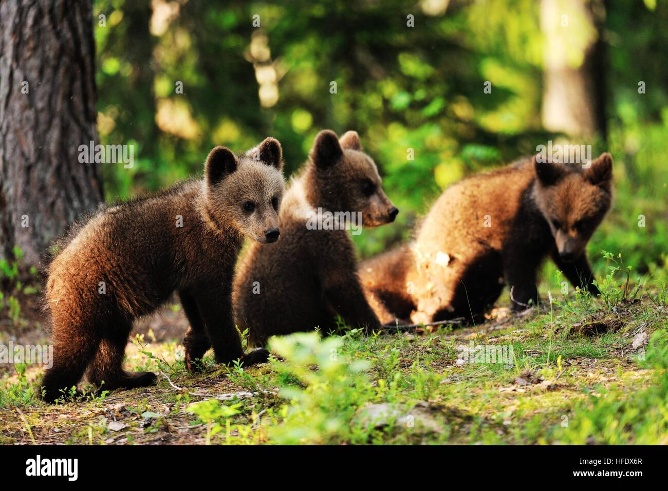 Brown bear cubs in the forest Stock Photo - Alamy