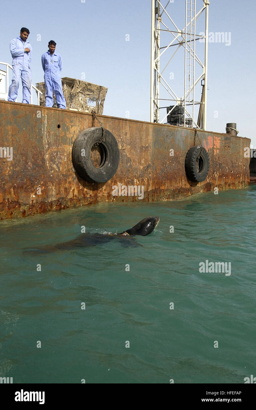 030129-N-5319A-006 C Central Command Area of Responsibility (Jan. 29, 2003) -- Zak, a 375-pound California sea lion, swims near the pier as ship workers look on during one of many training swims taking place in the Central Command AOR.  Zak is participating in the Space and Naval Warfare Systems Center’s, Shallow Water Intruder Detection System (SWIDS) program.  Zak has been trained to locate swimmers near piers, ships, and other objects in the water considered suspicious and a possible threat to military forces in the area.  SWIDS program has been deployed as part of the continued effort to s Stock Photo