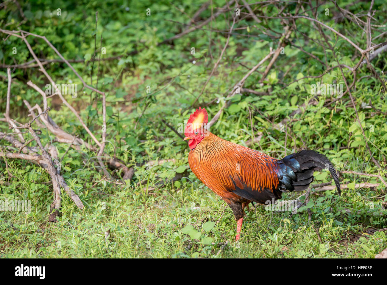 Rooster of Sri Lankan junglefowl or Gallus lafayetii in wild nature