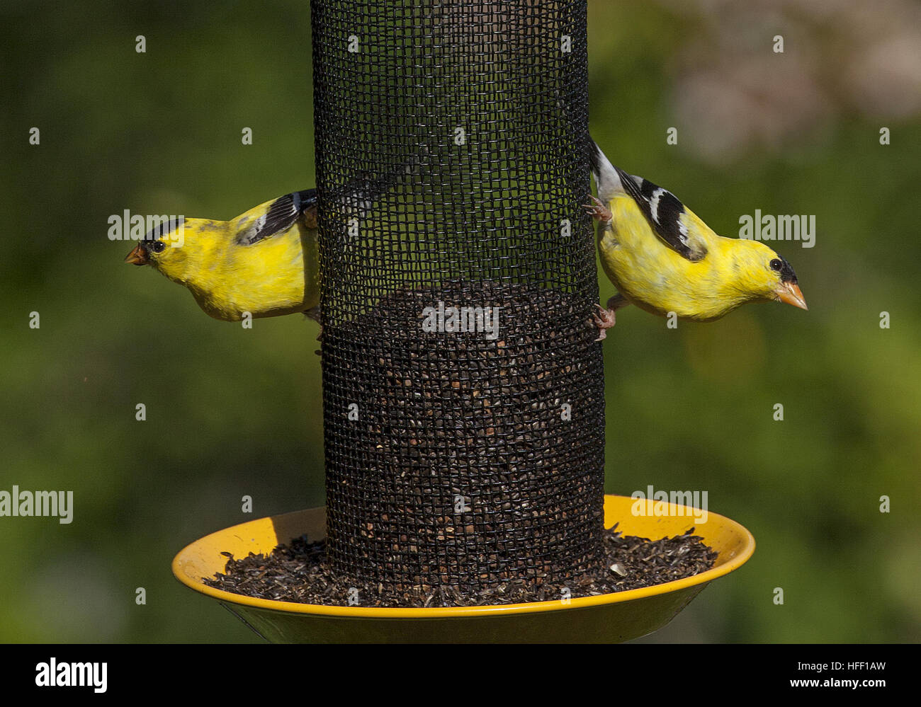 Two American Goldfinches perch on a backyard bird feeder eating thistle seed. Stock Photo