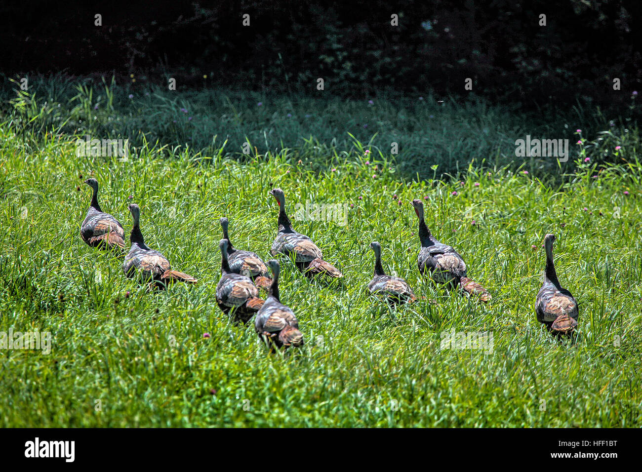 A flock of wild turkeys, Meleagris gallopavo silvestris, make their way through a field of tall grass in New Hampshire. Stock Photo