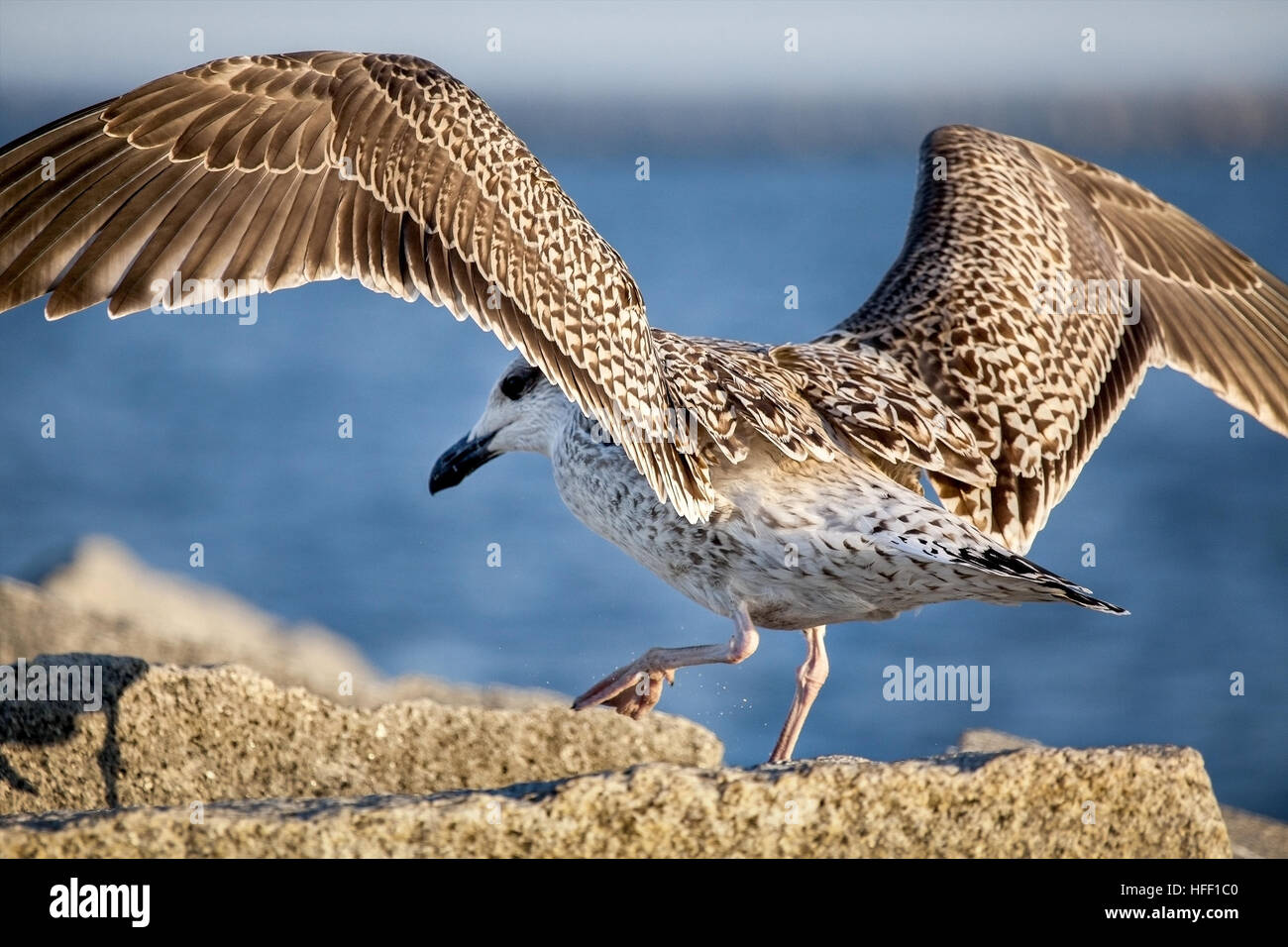 Juvenile Herring Gull, Larus argentatus, with immature plumage