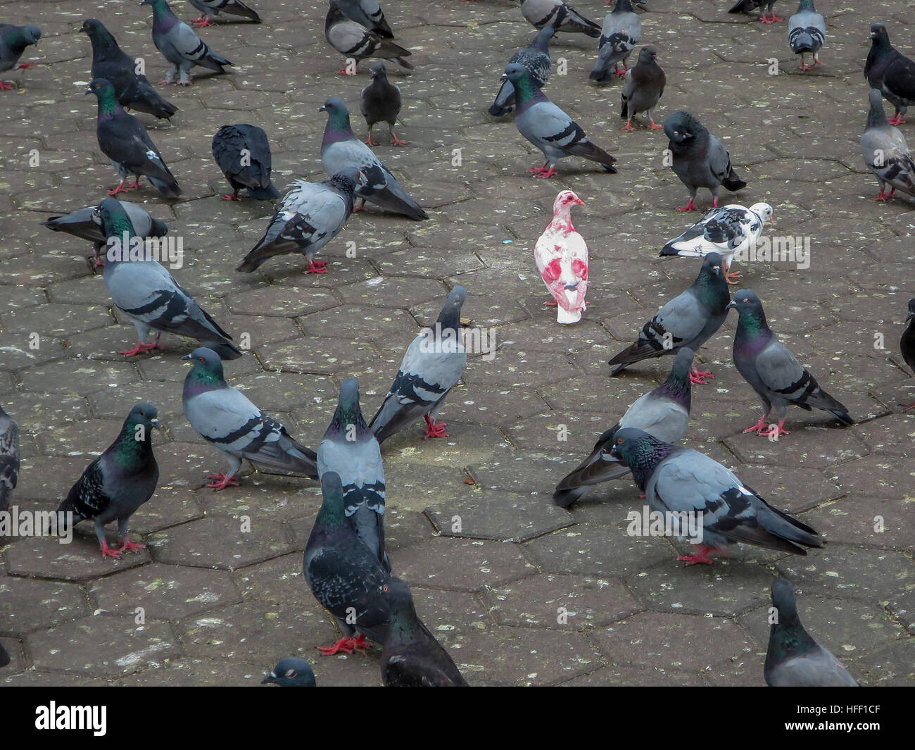 How to stand out in a crowd ... be different. An albino Rock Pigeon is accepted by the flock. Stock Photo