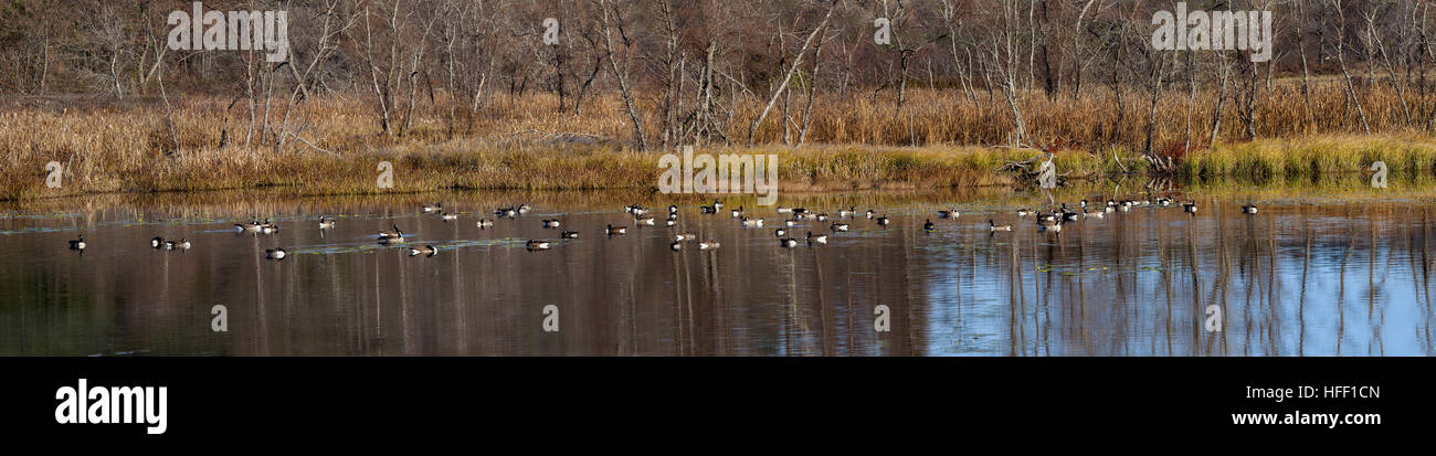 Panorama of a flock of Canada Geese, Branta canadensis, taking a migration stop on a small pond in New Hampshire, USA. Stock Photo