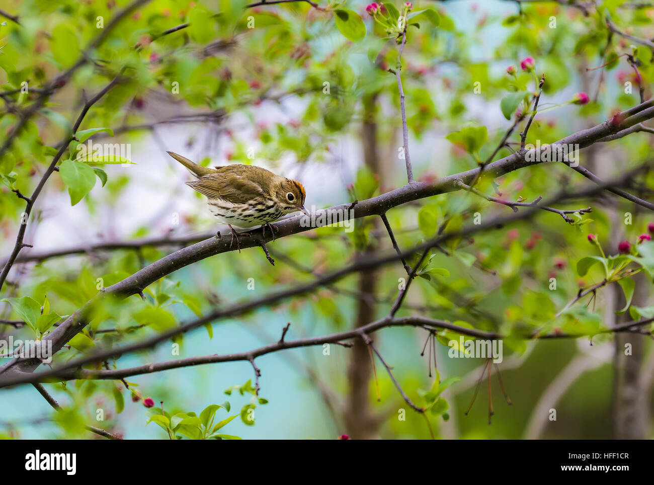 The Ovenbird, Seiurus aurocapilla, is a migratory songbird in the warbler family. Stock Photo