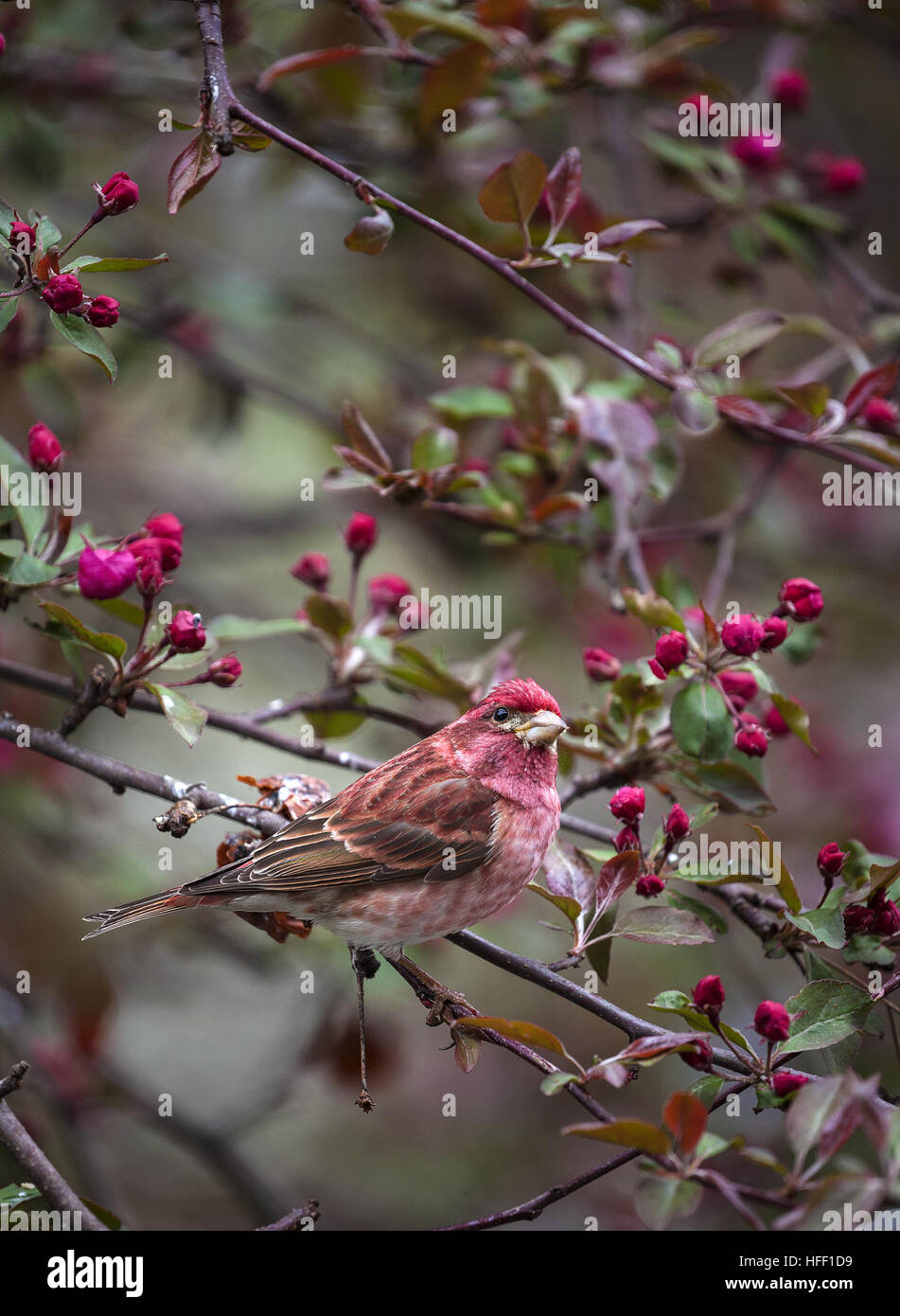 A male Purple Finch, Haemorhous pupureus, perched in an apple tree in New Hampshire, USA. Stock Photo